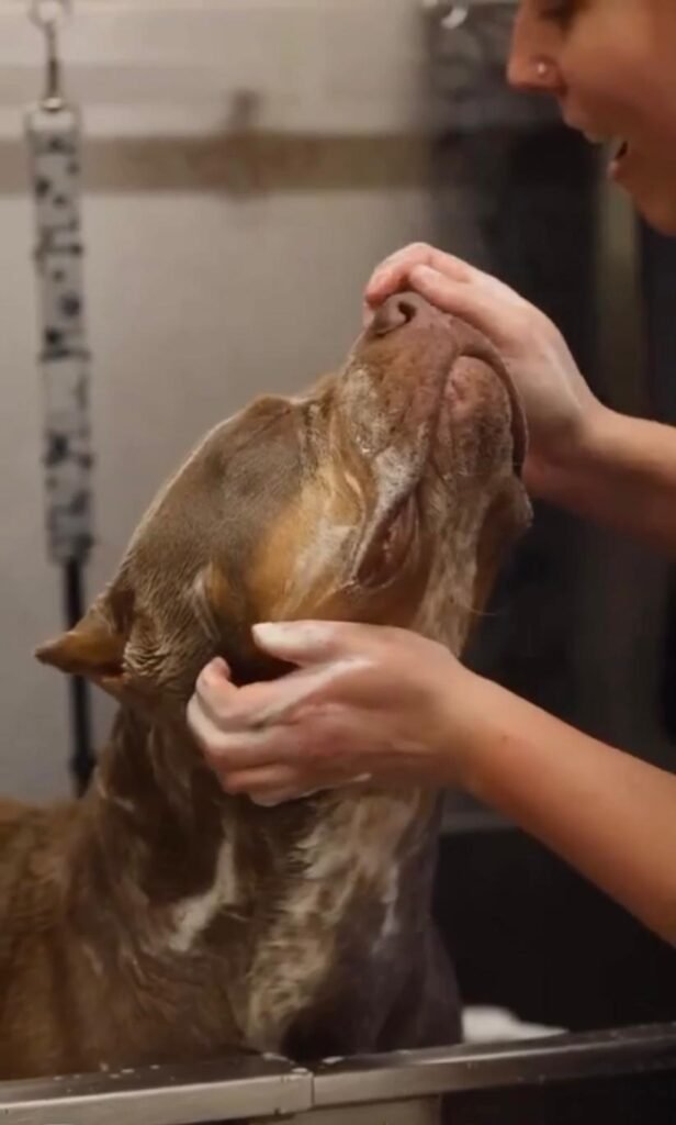 dog groomer near ewell