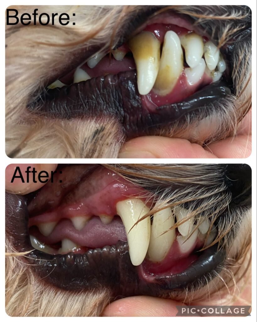 Dog Teeth Cleaning before and after