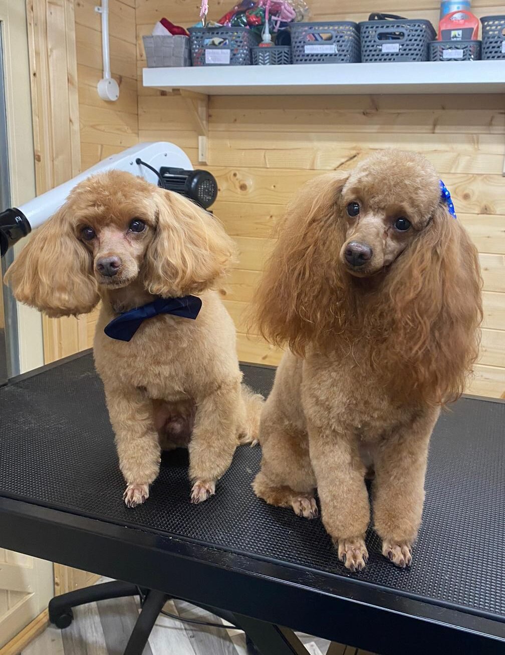 Looking for a Premier Dog Spa Experience?