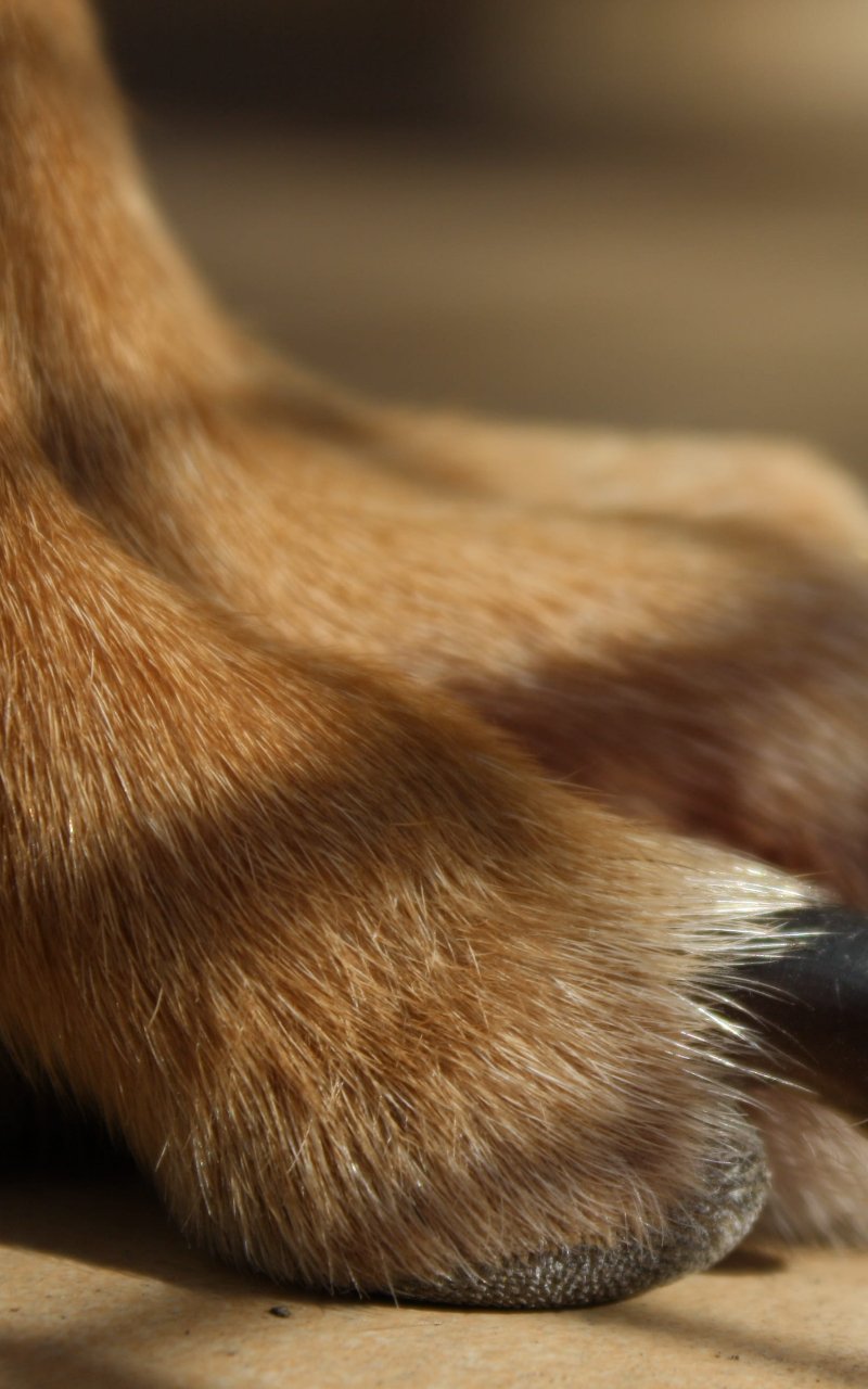 Same day dog nail trimming